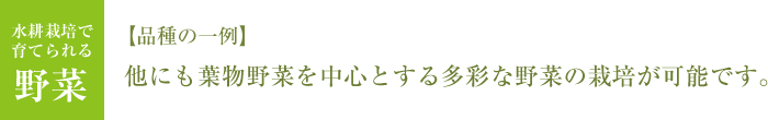 水耕栽培で育てられる野菜