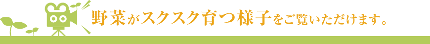 野菜がスクスク育つ様子をご覧いただけます。