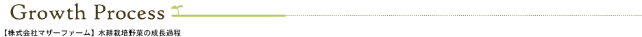 【株式会社マザーファーム】水耕栽培野菜の成長過程